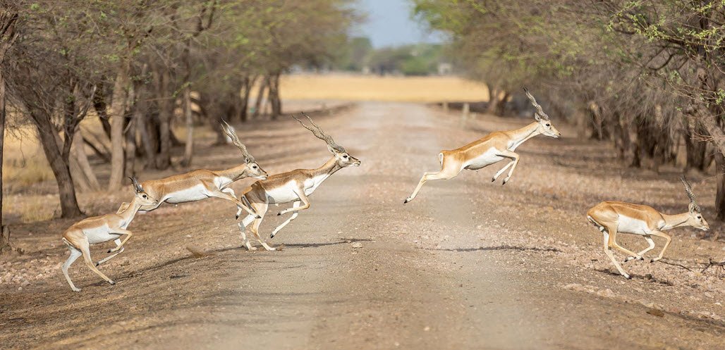 Blackbuck National Park(Velavadar